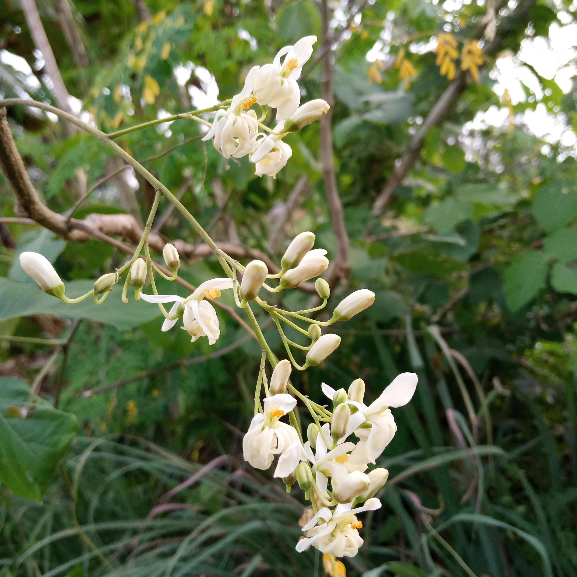 close-up of Moringa flower Stock Free