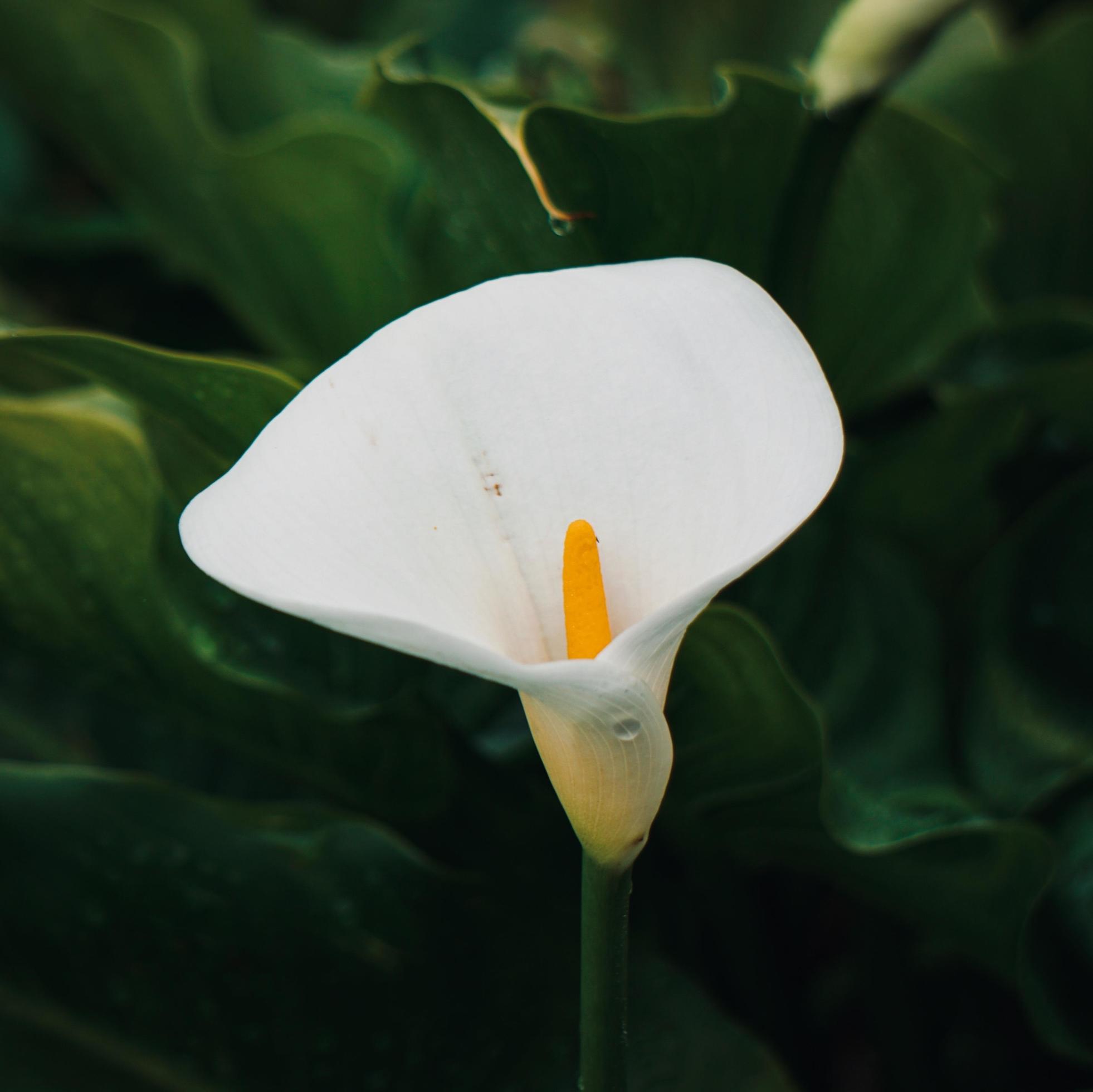 Beautiful lily calla flower in the garden in spring season Stock Free