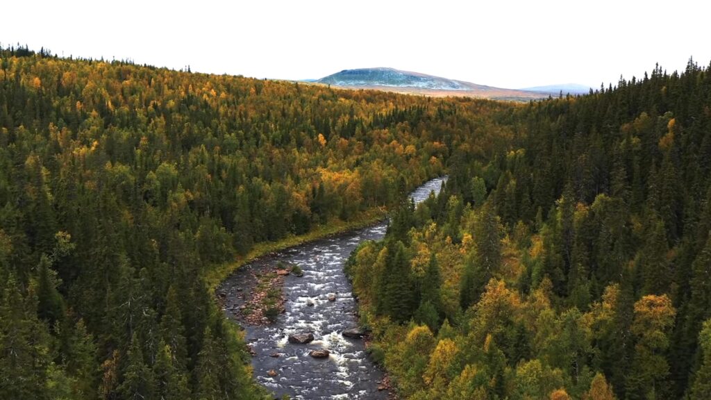 nature wallpaper forest river stones Stock Free