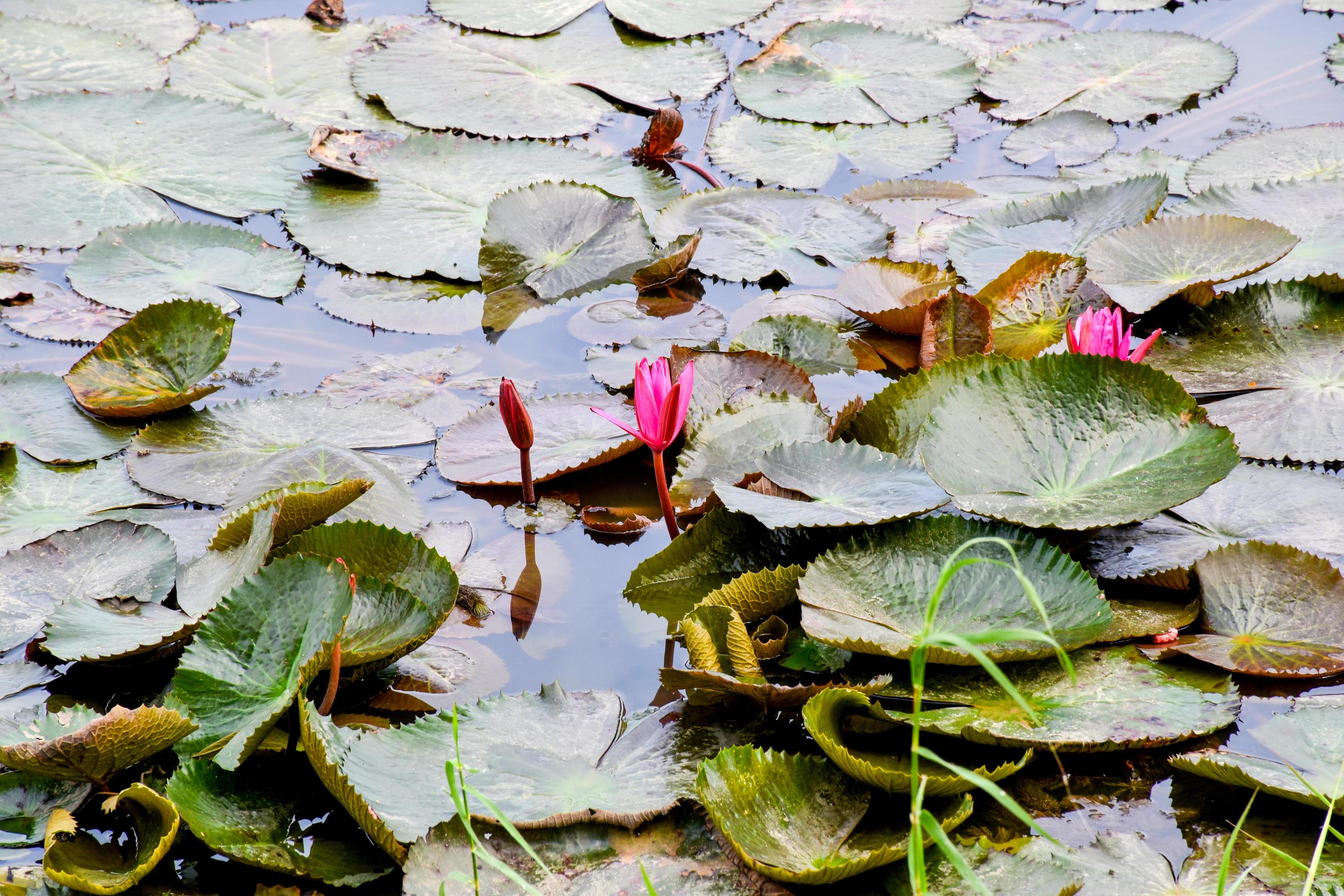 blooming lotus flowers and leaves beauty nature in lake phatthalung Stock Free