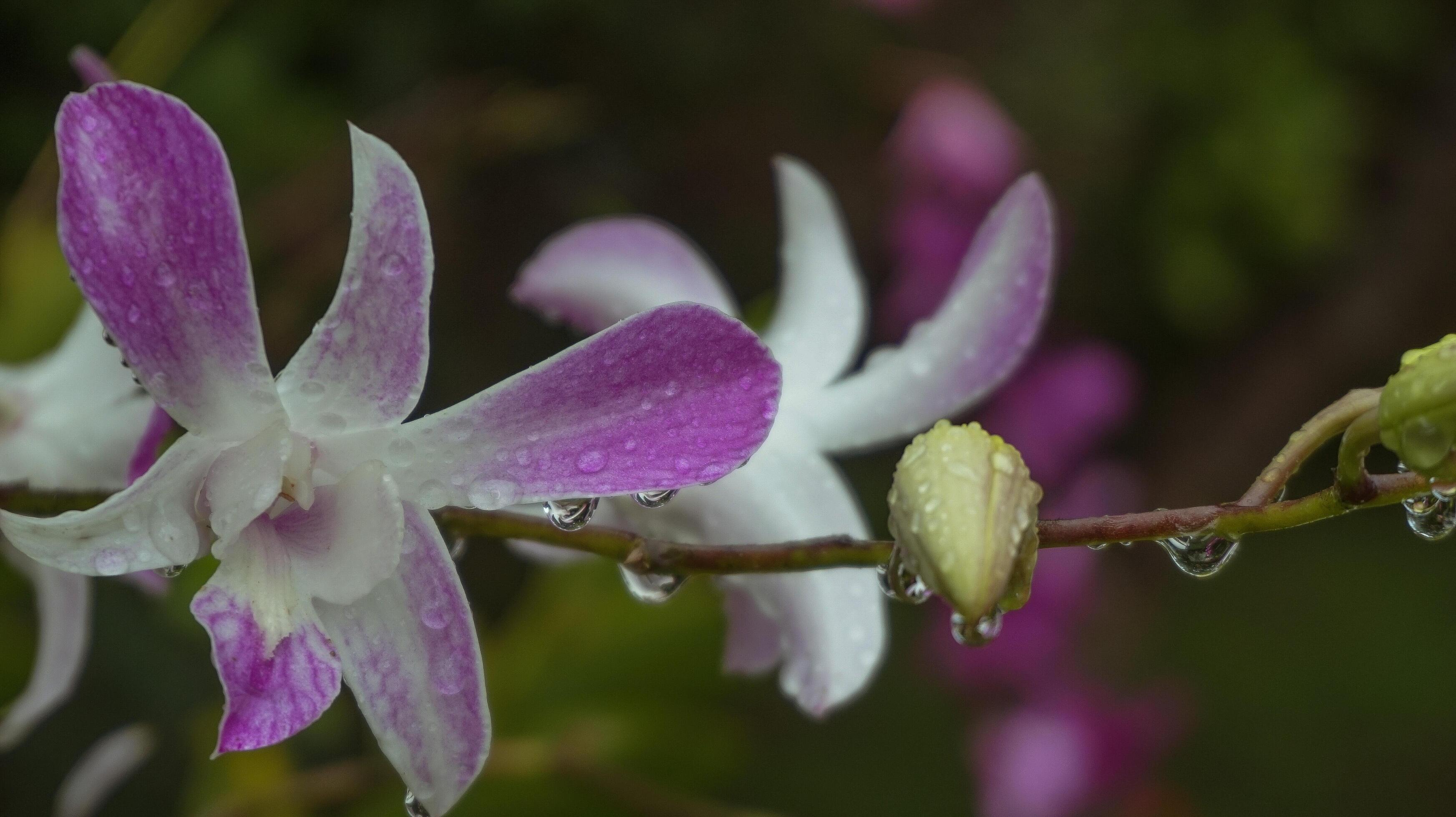 Orchid flowers, nature background, atmosphere after rain Stock Free