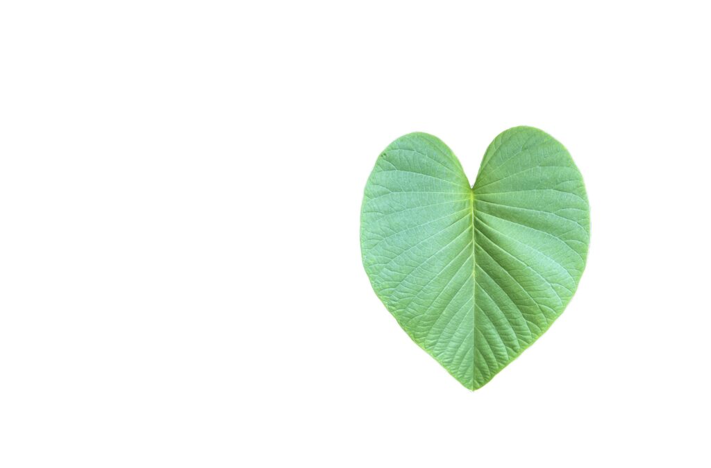 A cut-out of tree leaf on a white background with clipping paths. Stock Free