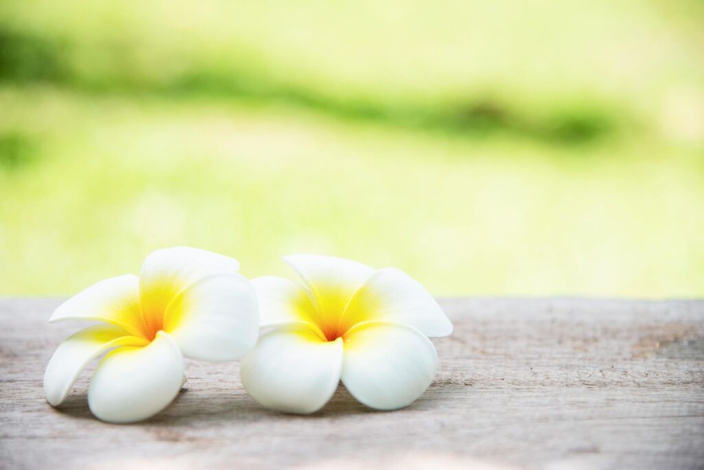 Warm yellow plumeria flower in green garden background – flower in nature background concept Stock Free