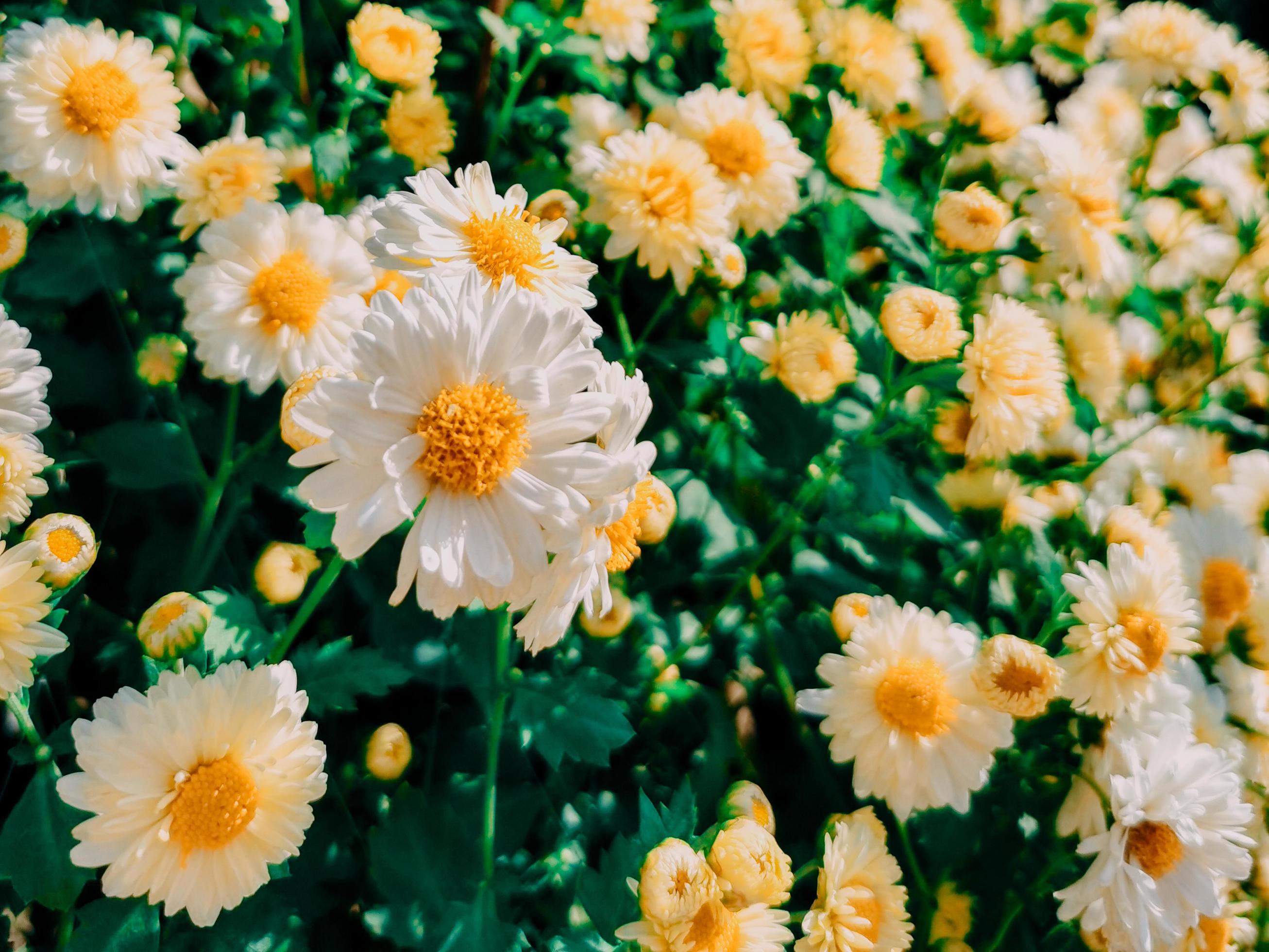 White and yellow flowers Stock Free