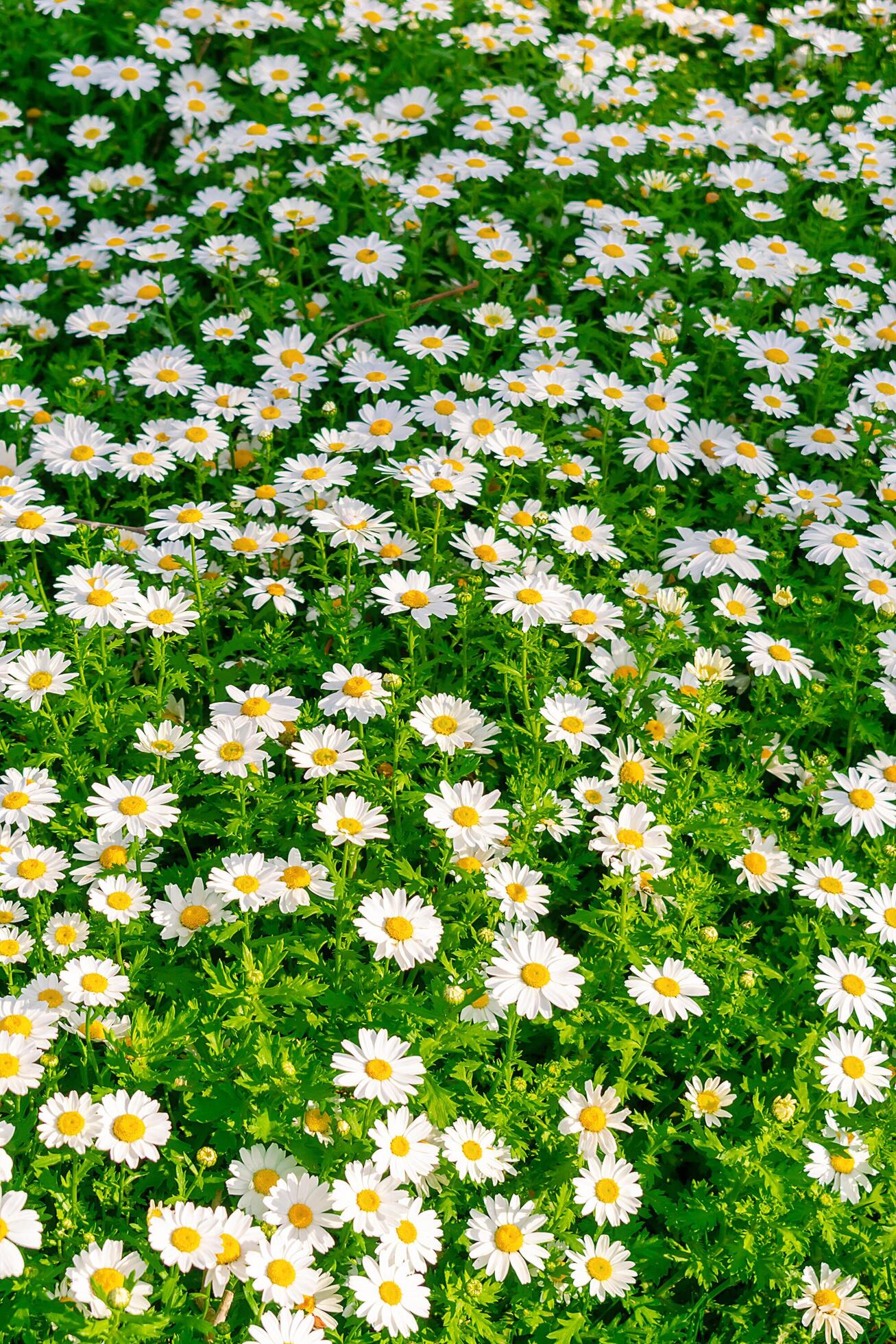 Background. A carpet of green grass and many small daisies. Daisies among lush green grass. Stock Free