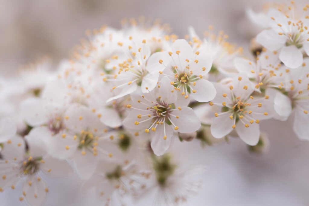 White petaled flowers Stock Free