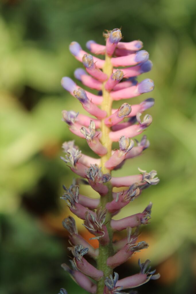 Amazing Pink Flower Stock Free