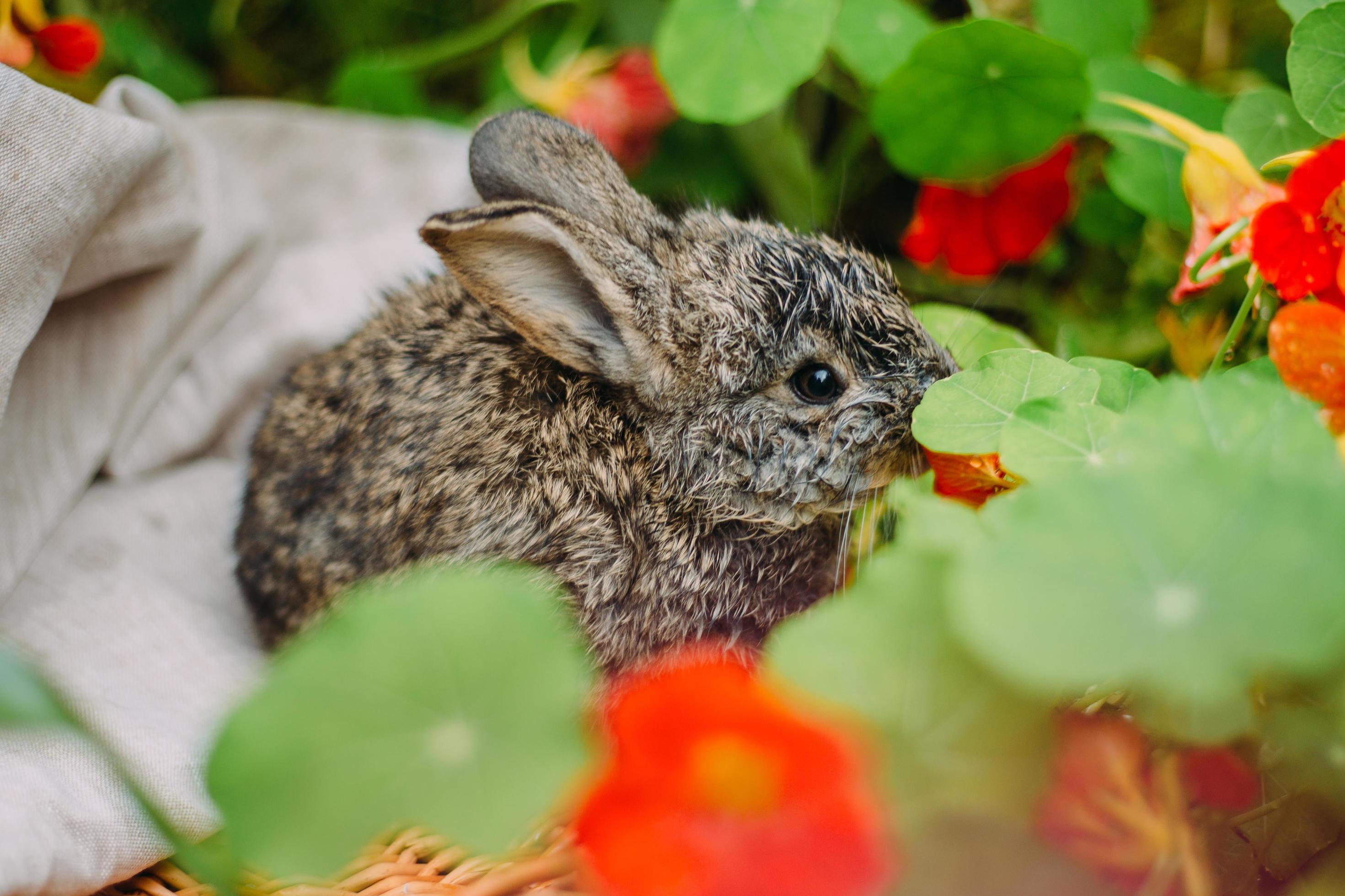 Little rabbit on green grass in summer day. Little dwarf rabbit sitting near flowers. Stock Free