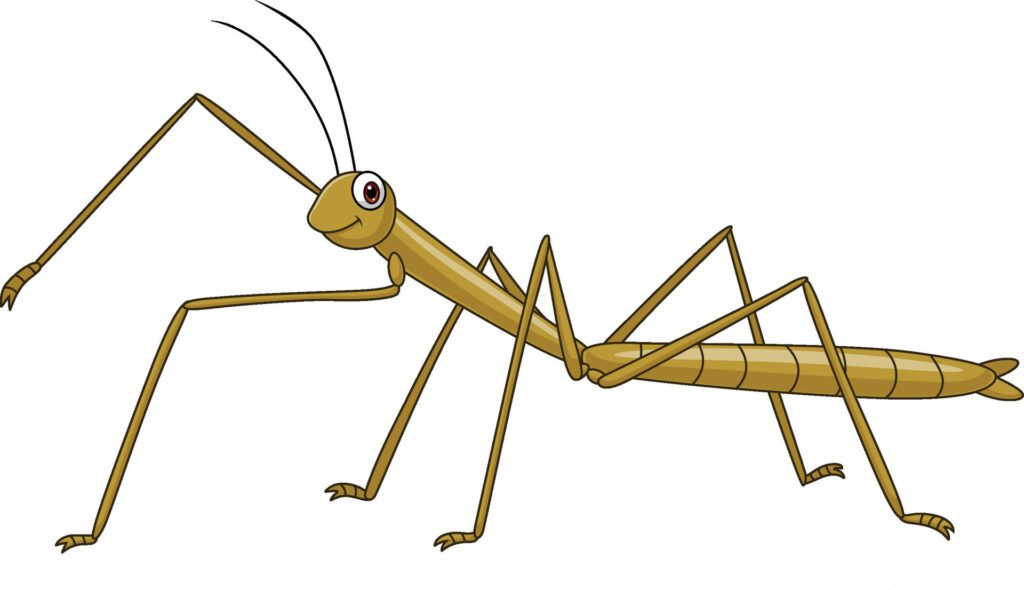 Cartoon stick insect on white background Free Vector