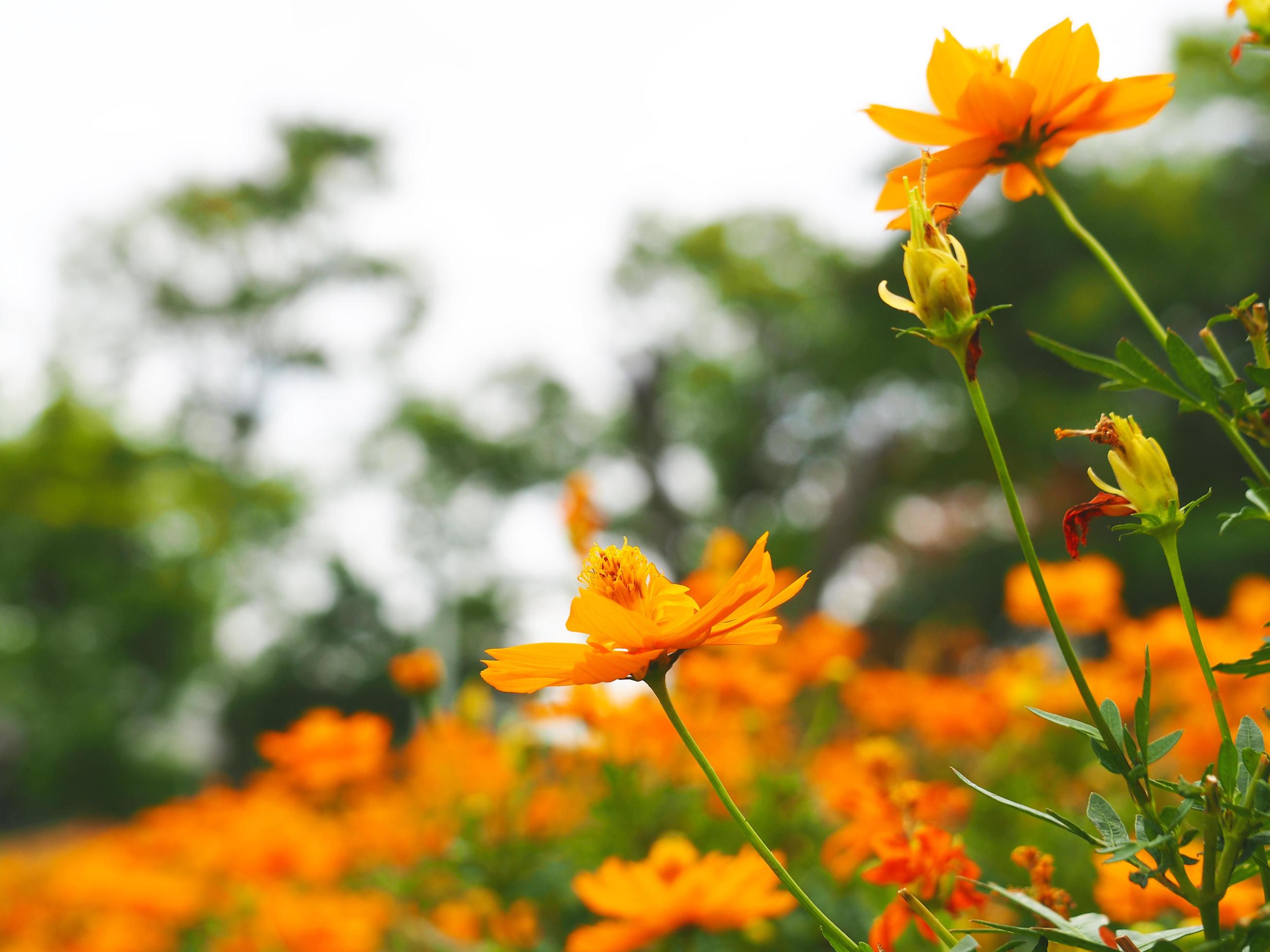 Orange flower in beautiful nature and bright of sunshine with blur orange floral background Stock Free