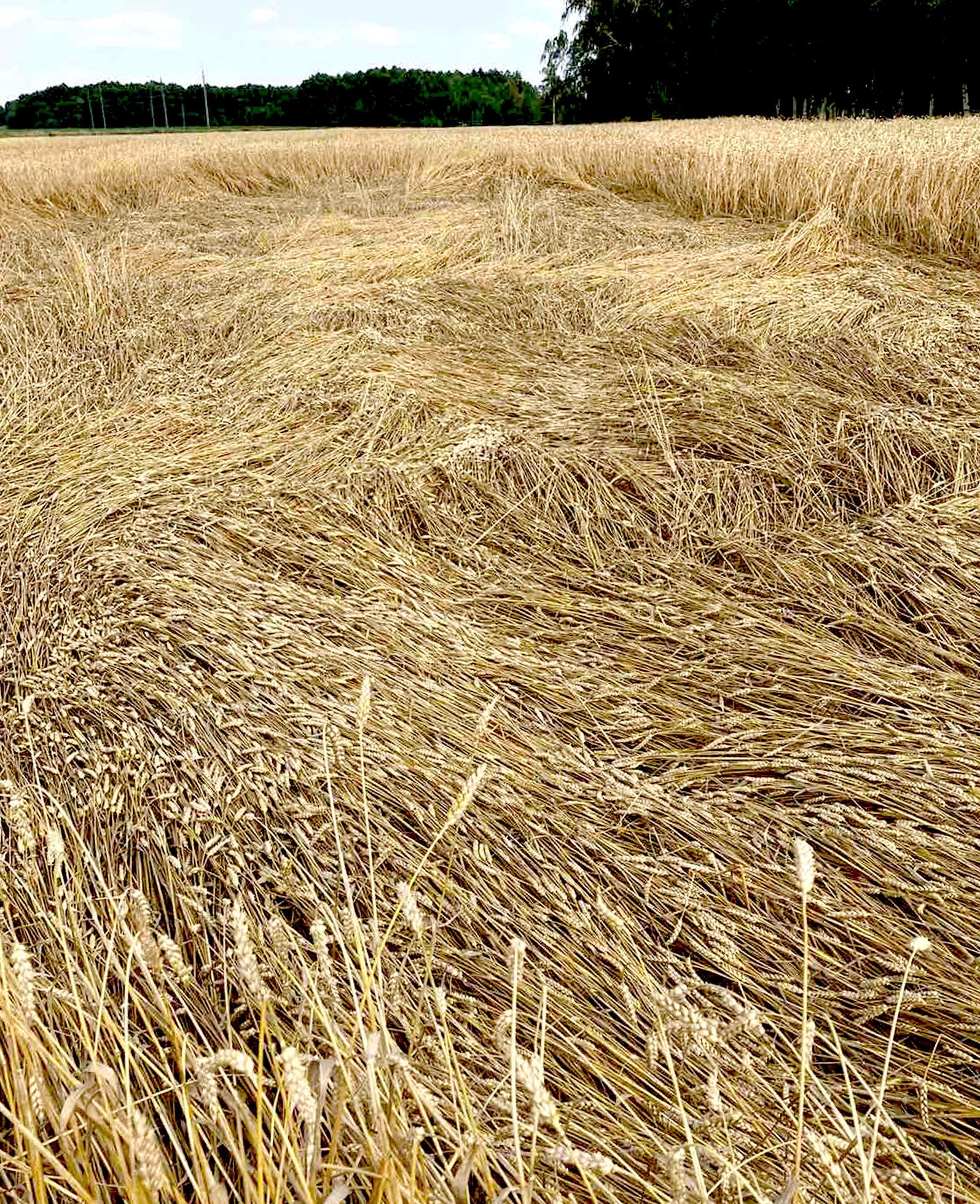 Wheat field ears with grains,pinned to the ground . Harvest nature growth. Agricultural farm. Stock Free