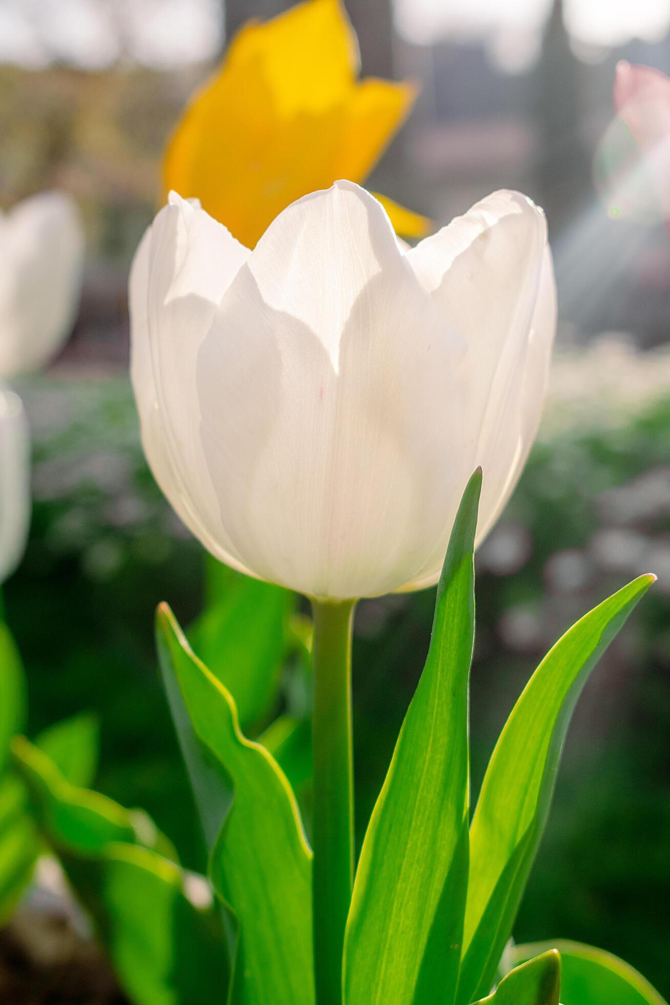 Background of many white tulips. Floral background from a carpet of white tulips. Stock Free