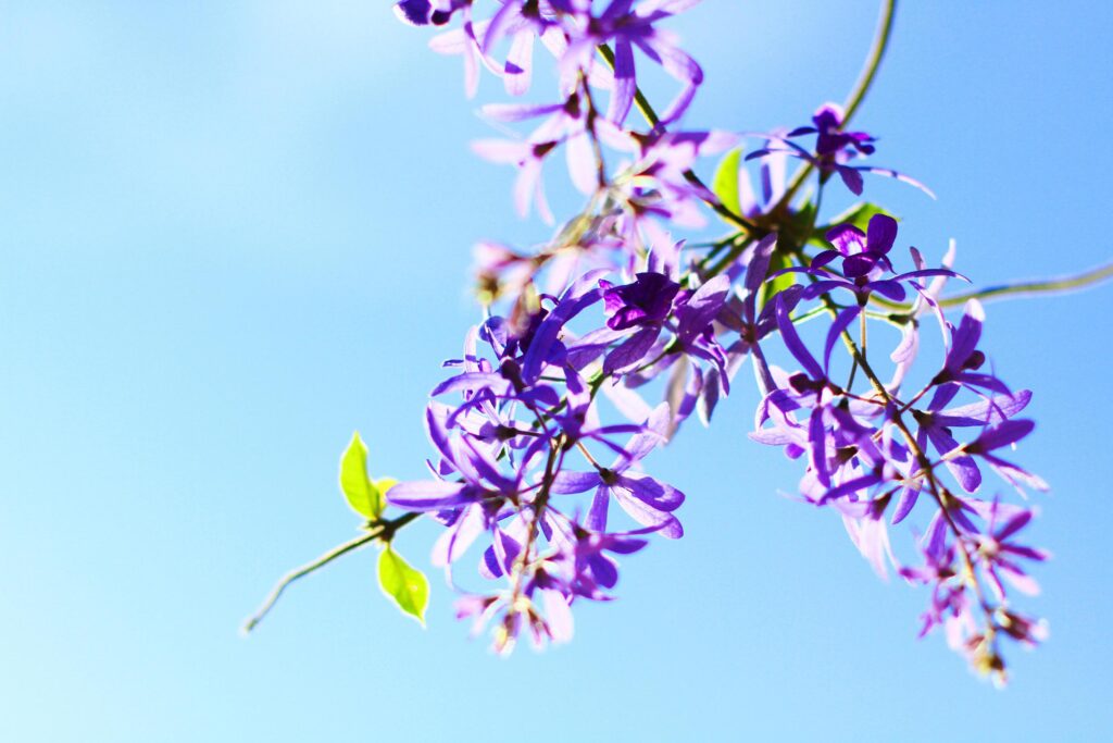 Sandpaper vine or Queens Wreath, Purple Wreath flowers with blue sky Stock Free