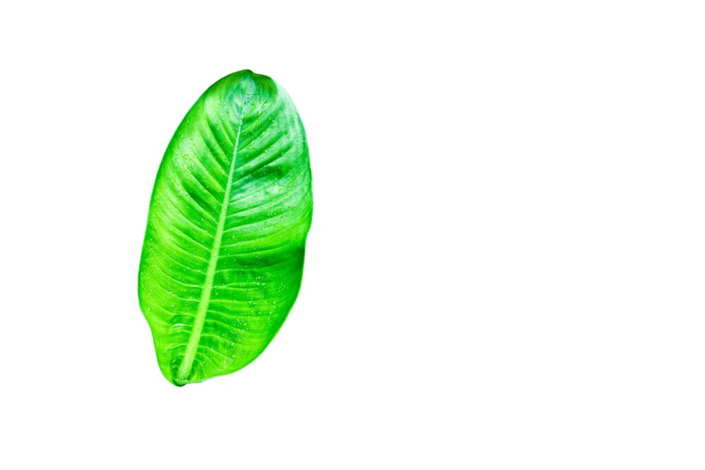 A cut-out of leaves on a white background with clipping paths. Stock Free