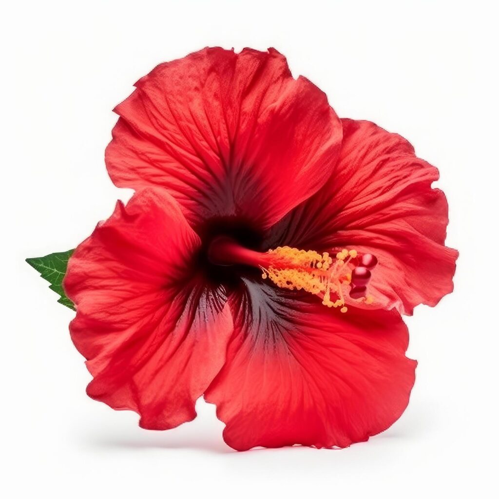 Hibiscus flower isolated. Illustration Stock Free