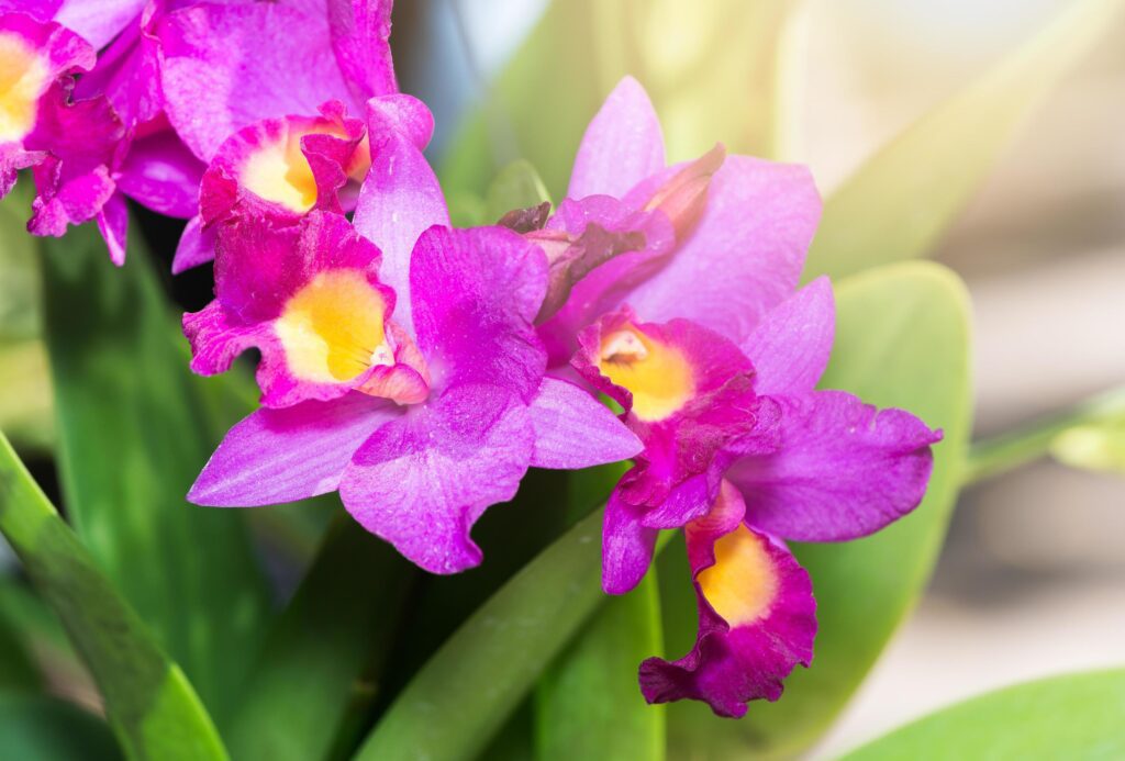 beautiful vibrant pink cattleya orchid flower blossom Stock Free