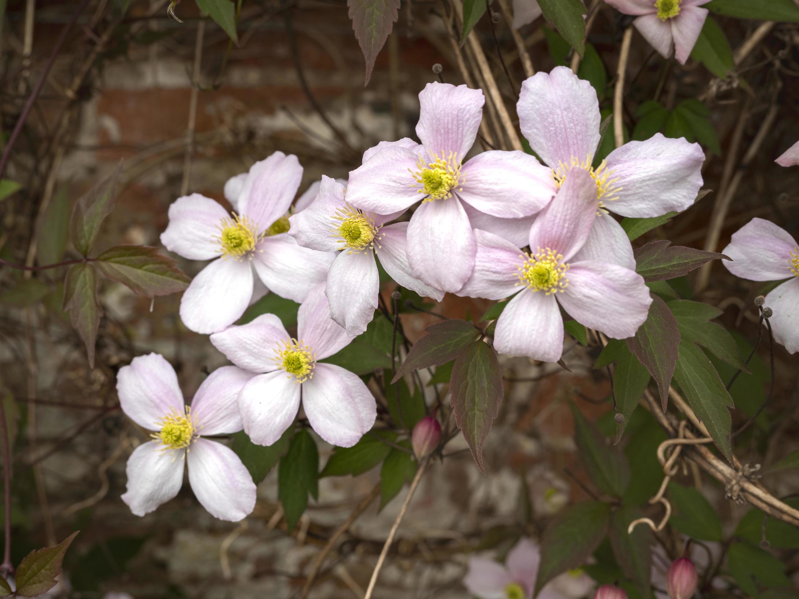 Pretty pink mountain clematis flowers in a garden Stock Free