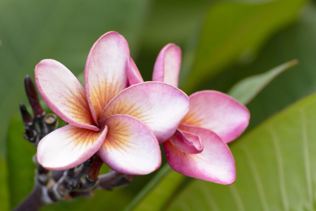 Plumeria flowers are so beautiful that popular in Thailand. Stock Free