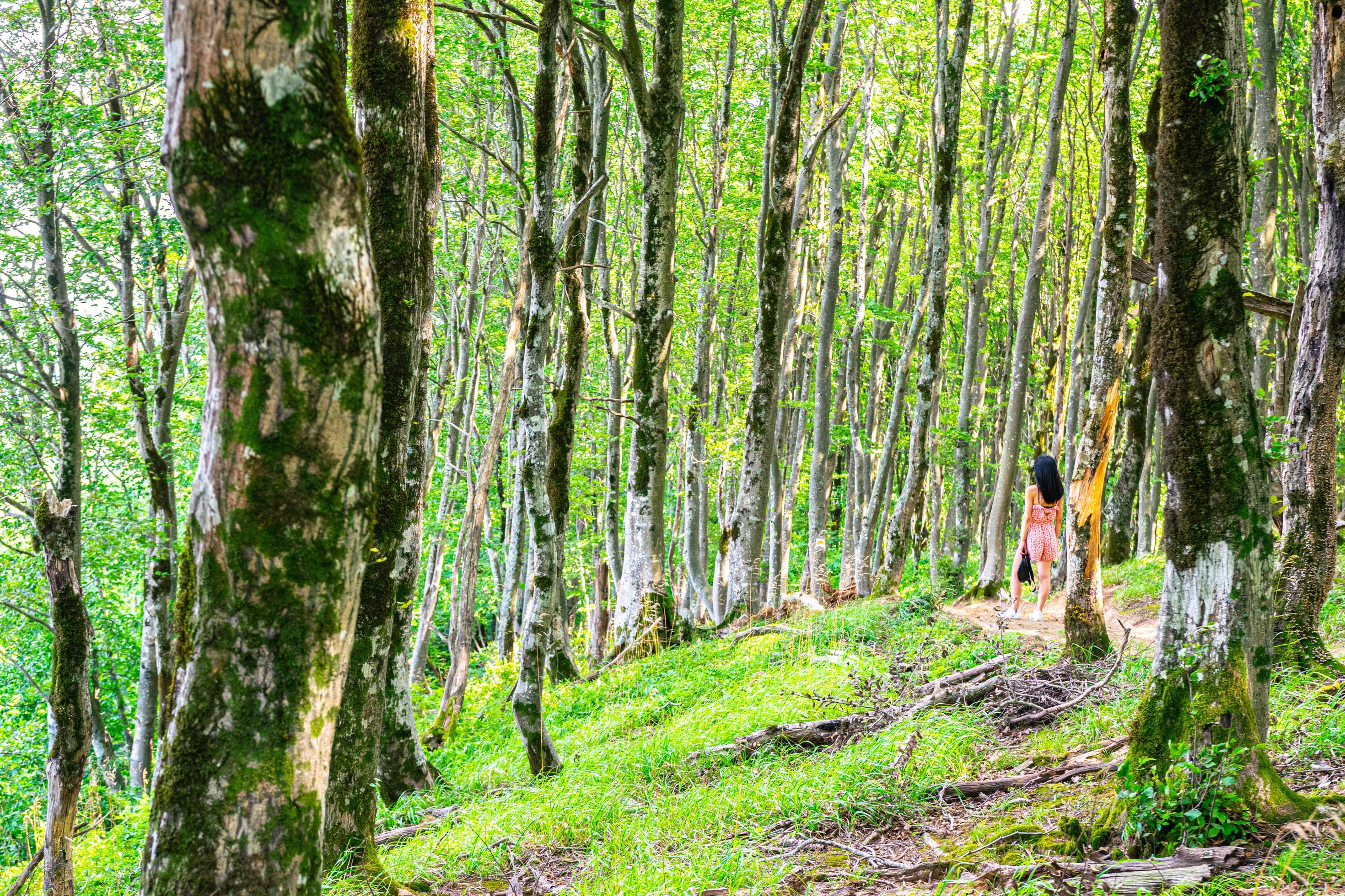 Female person in dress walks on path in beautiful forest in Sataplia nature reserve. Stock Free