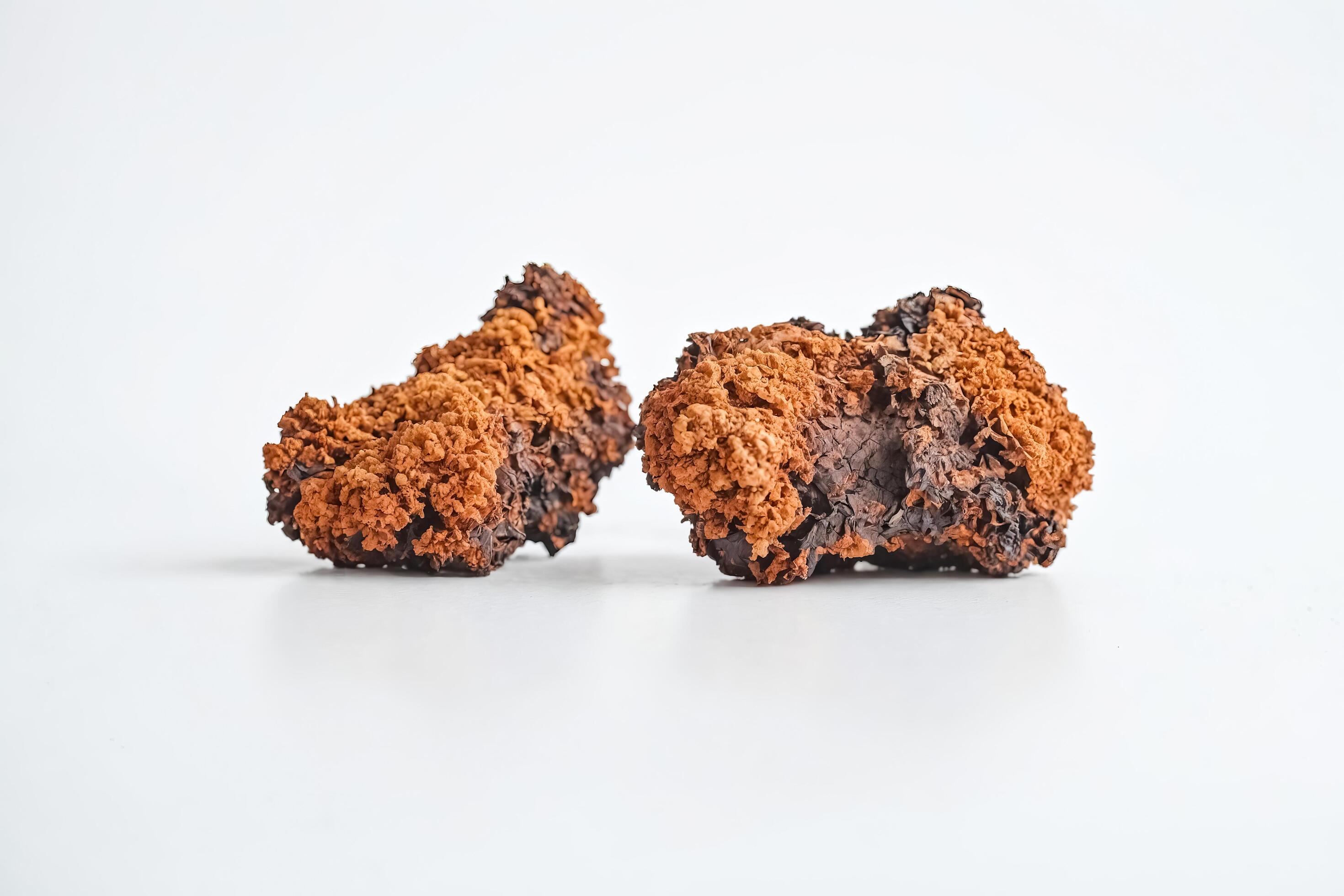 Chaga Mushroom on White Background Stock Free