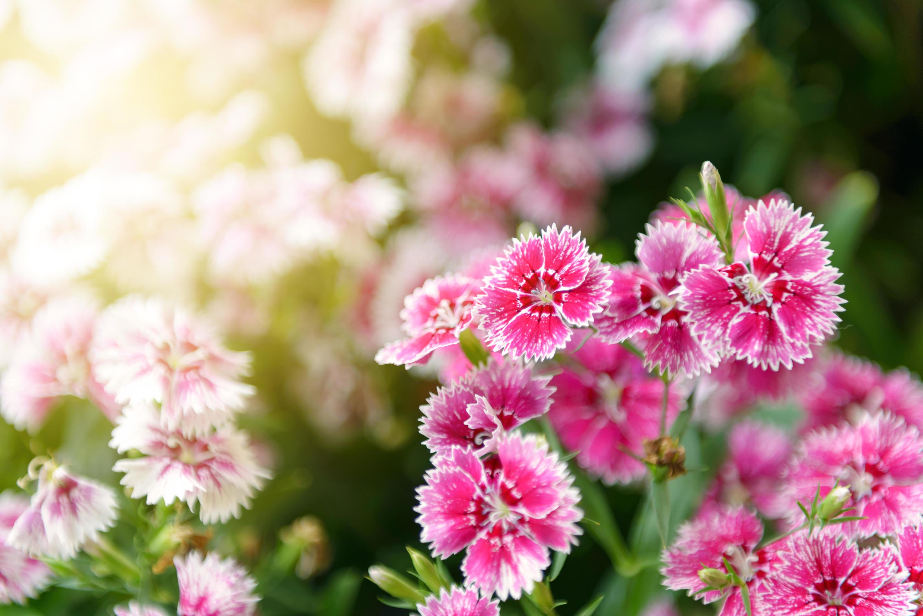 Beautiful Dianthus flower or Dianthus chinensis blossoming in the gardern Stock Free