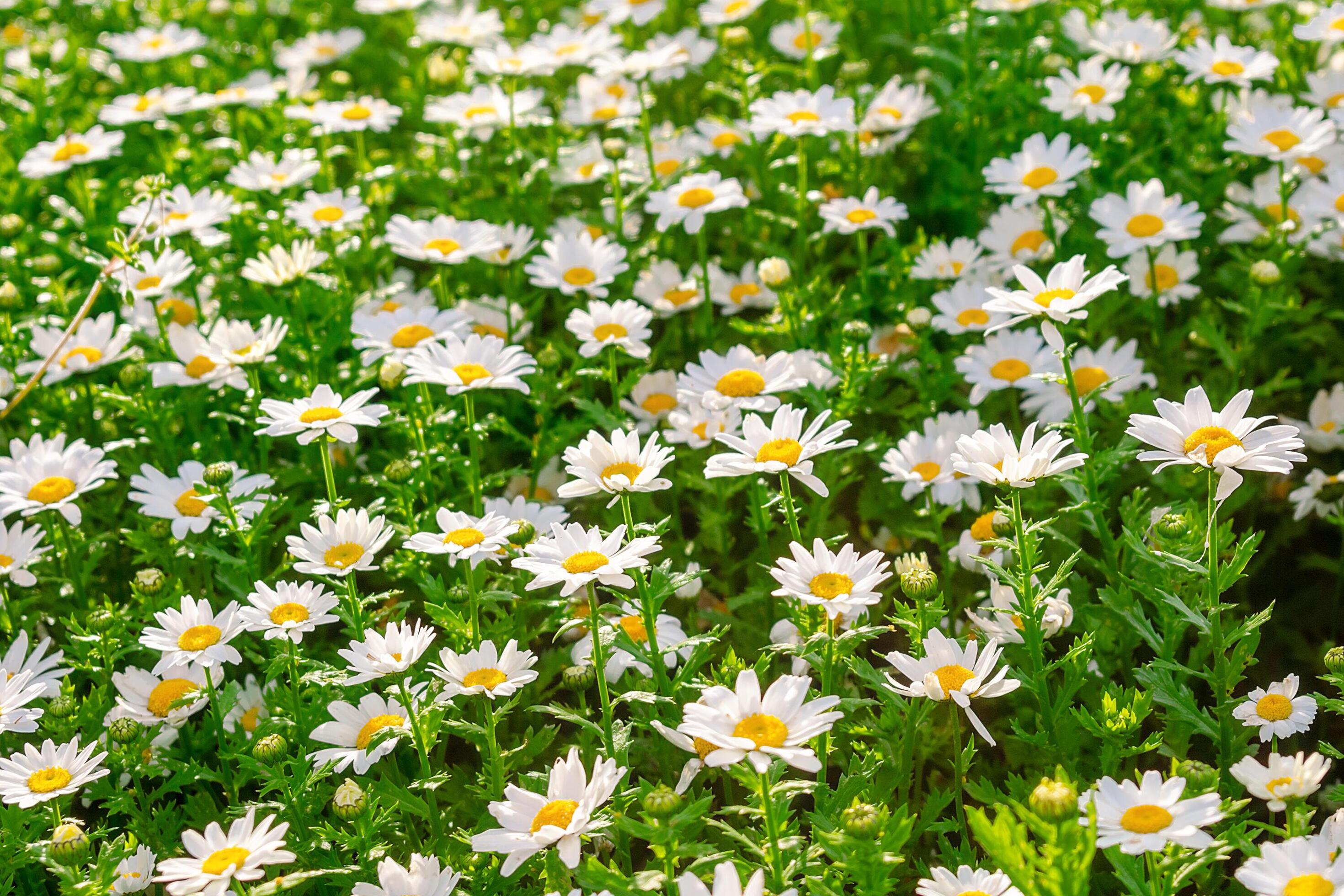 Background. A carpet of green grass and many small daisies. Daisies among lush green grass. Stock Free