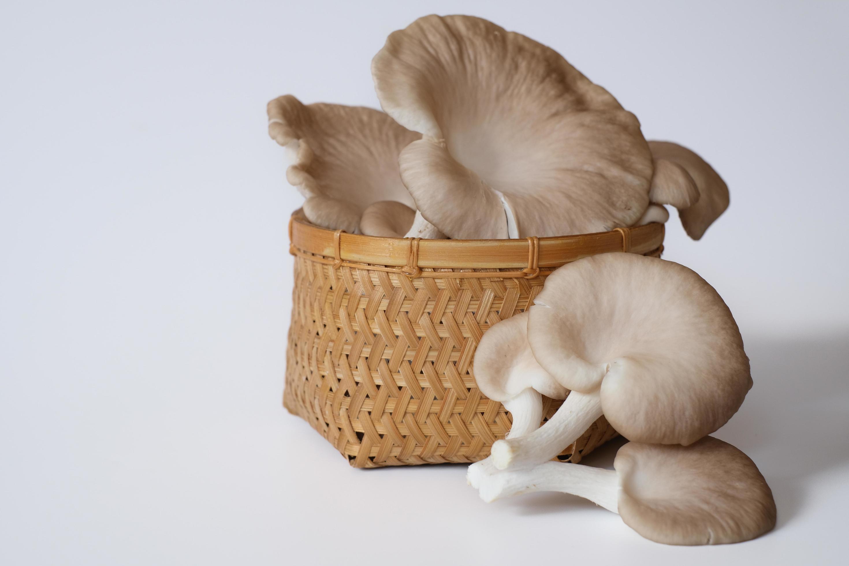 The group of grey oyster mushroom isolated on white background. Delicious and nutritious ingredient for vegetarian and healthy lifestyle people. Stock Free