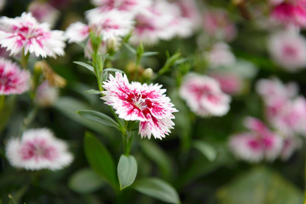 Beautiful Dianthus flower Dianthus chinensis blossoming in the gardern Stock Free