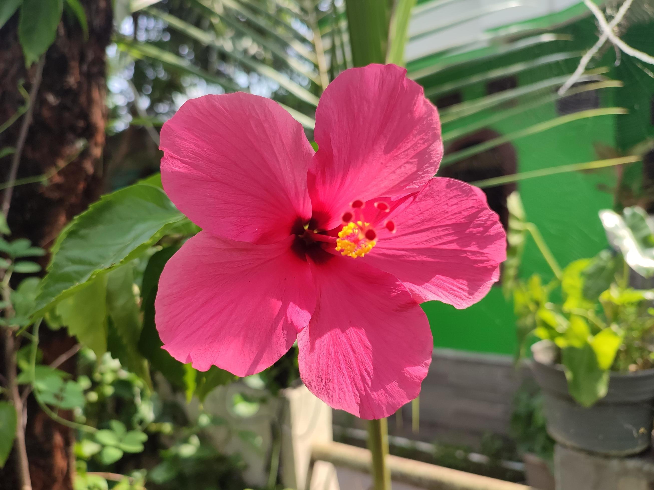 hibiscus flowering plant with the scientific name Hibiscus rosa-sinensis grows very beautifully in the yard Stock Free