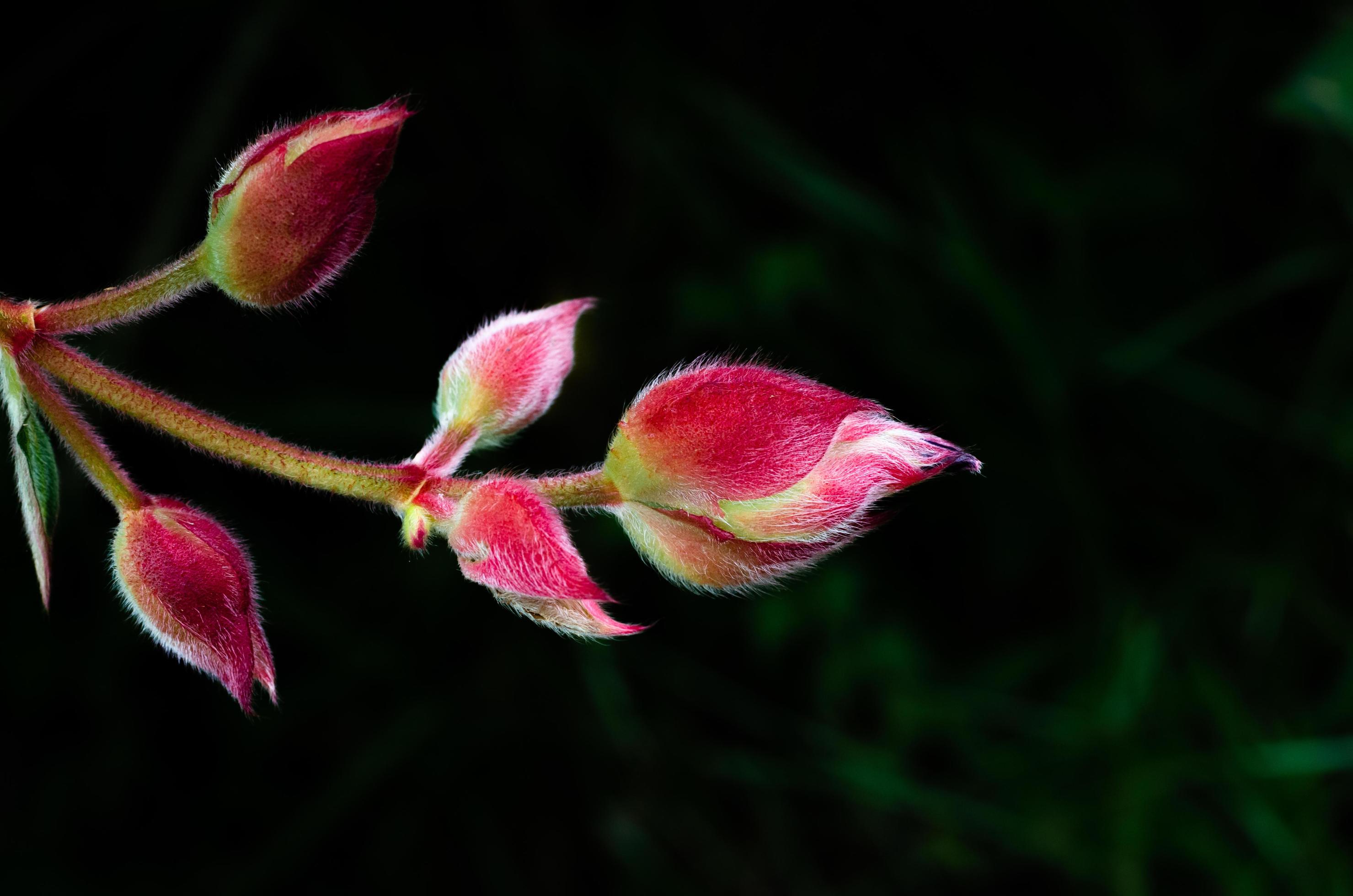 The bud of Glory bush or Princess flower isolated on dark green background with space for text. Stock Free