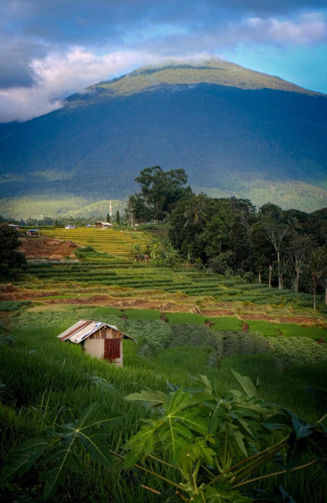 landscape view of rice fields with a hut in the middle and mountains in the background Stock Free