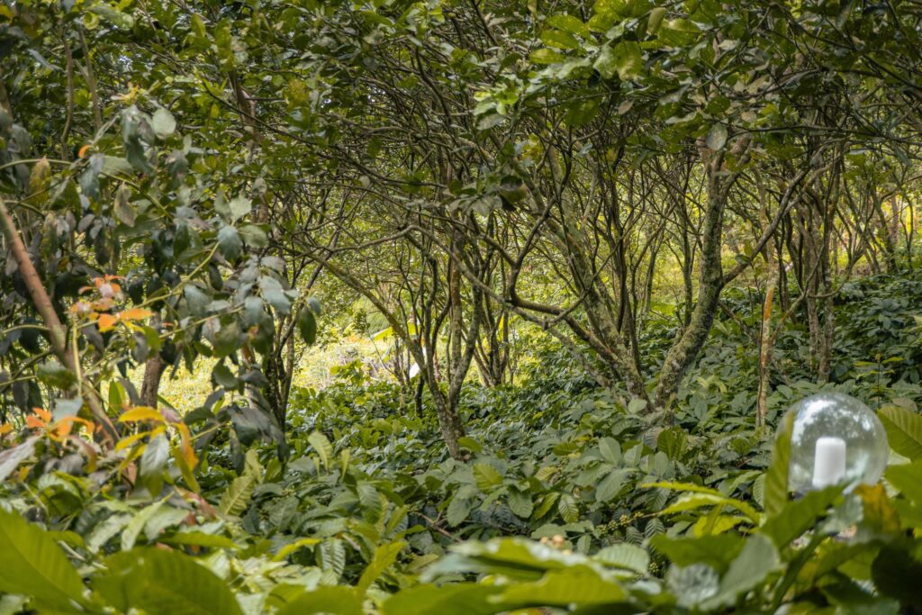 The way going to deep forest when spring time. The photo is suitable to use for adventure content media, nature poster and forest background. Stock Free