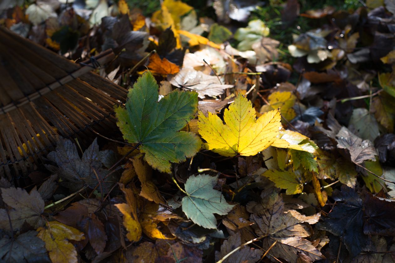 Maple leaves Stock Free