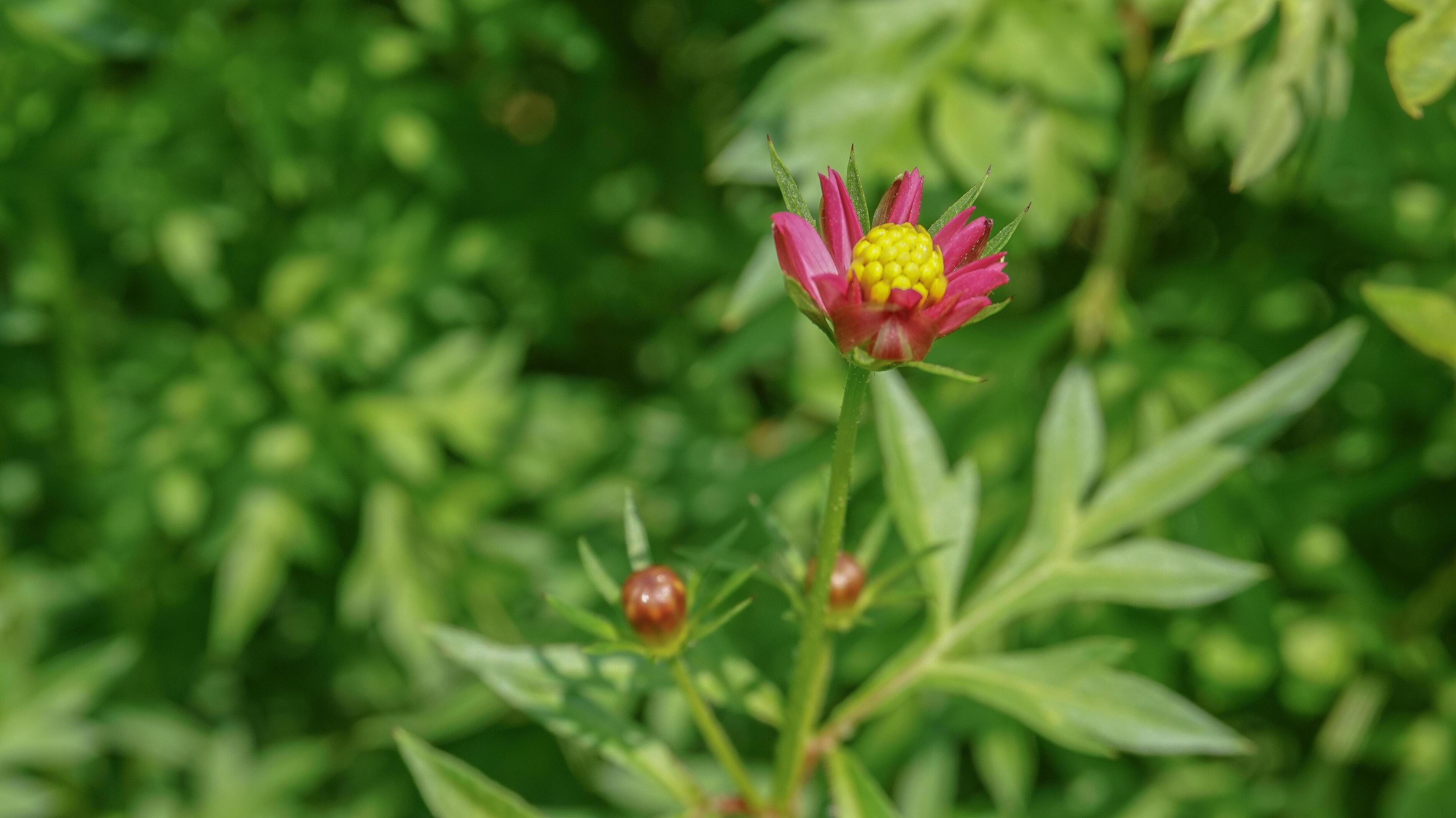 beautiful,Colorful flower background images,nature background Stock Free