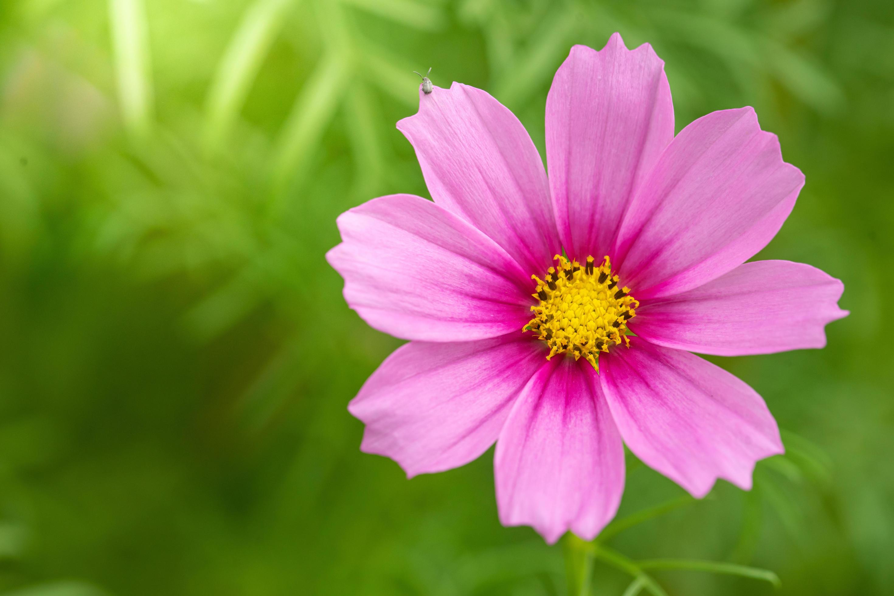 Close up macro pink flower Stock Free