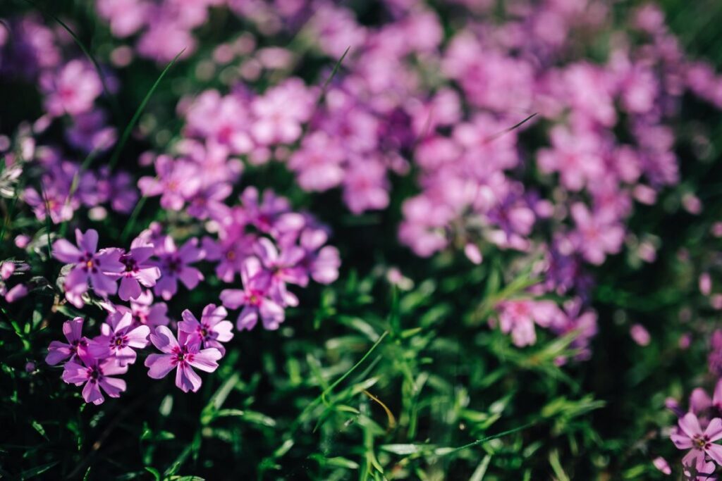 Pink flowers blooming in spring Stock Free