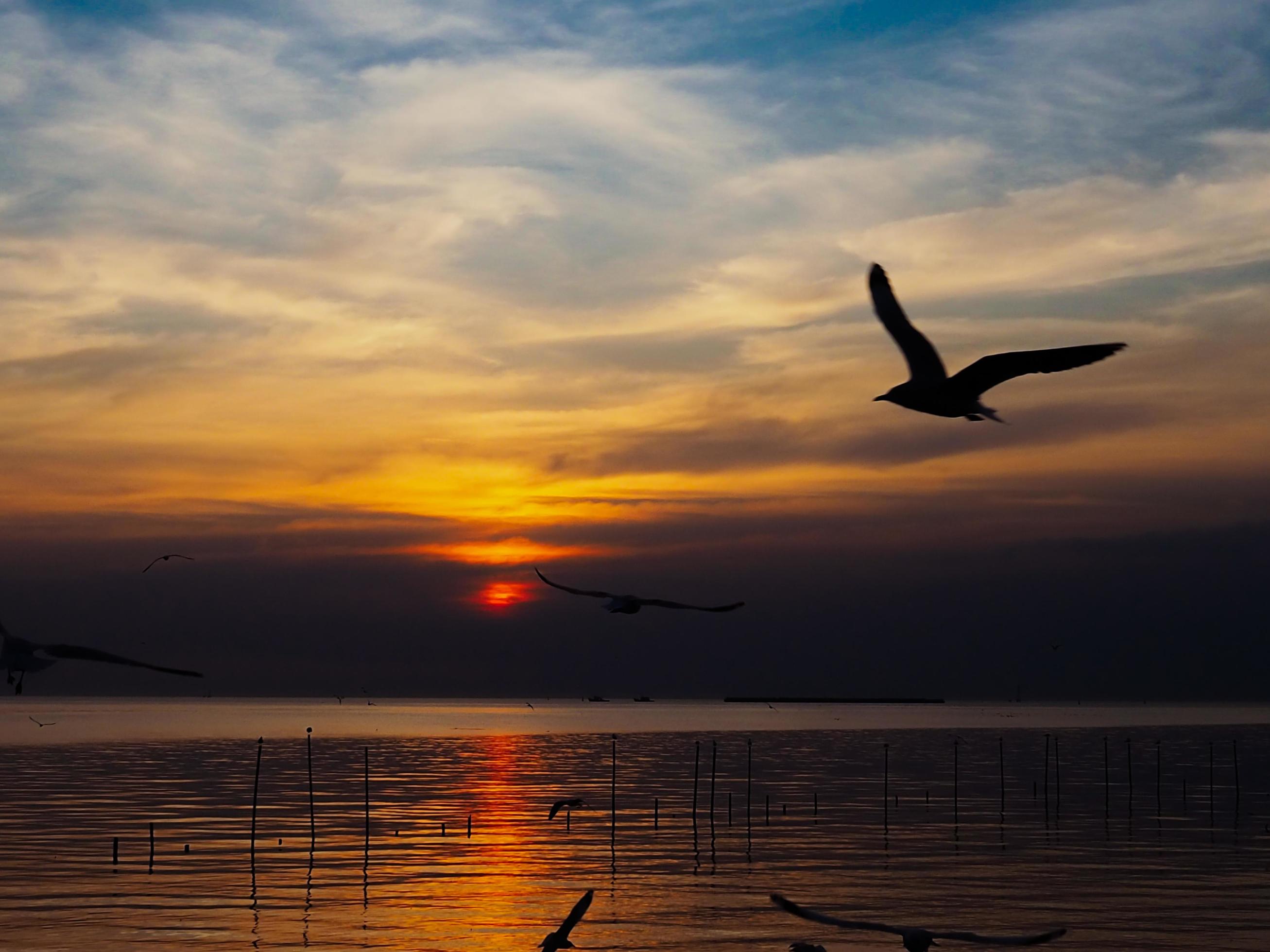 Flock of birds flies above the sea surface. Bird flying back to nest in natural sea and golden sky background during beautiful sunset. Stock Free