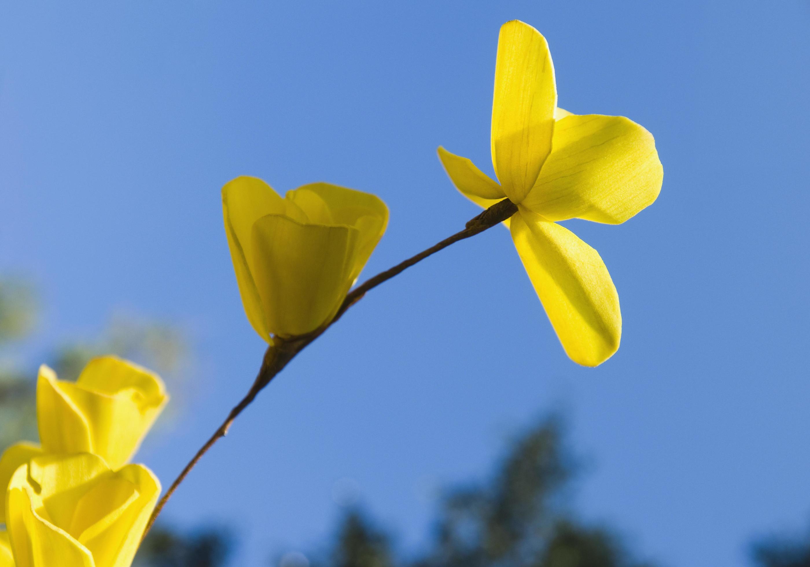 Yellow flowers blooming Stock Free