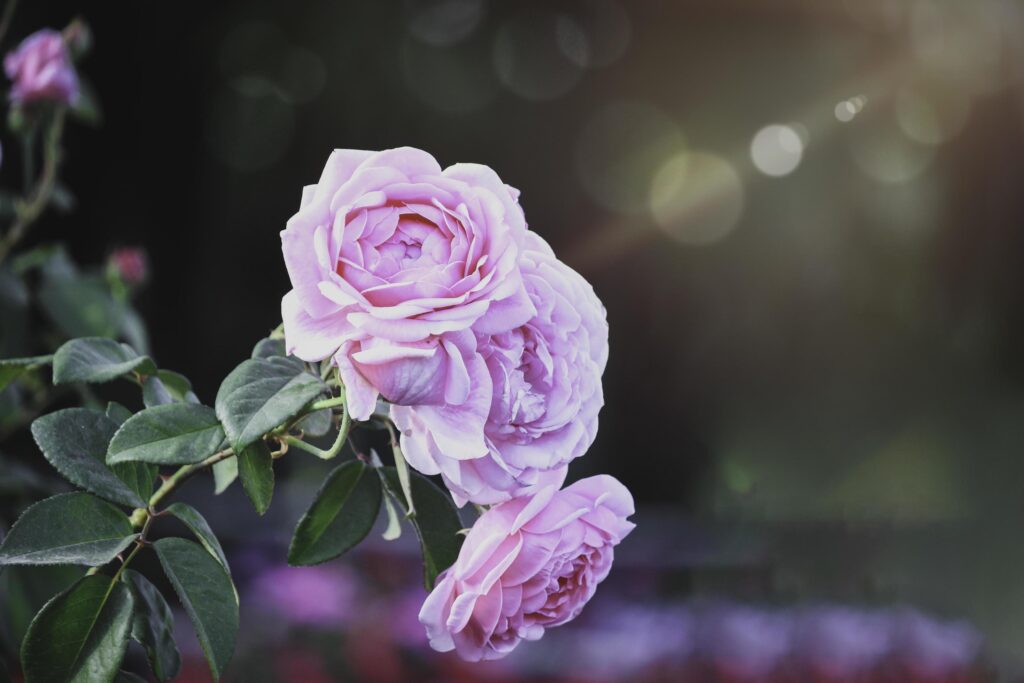 Pink English roses blooming in the summer garden, one of the most fragrant flowers, best smelling, beautiful and romantic flower Stock Free