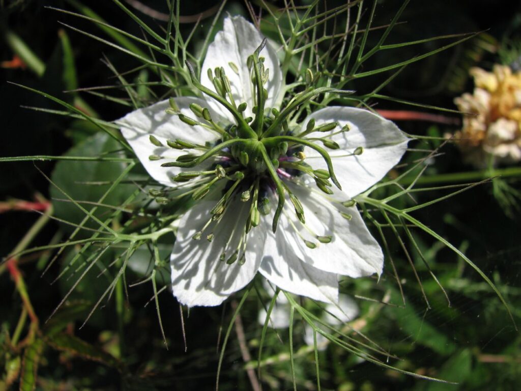 White spider-flower Stock Free