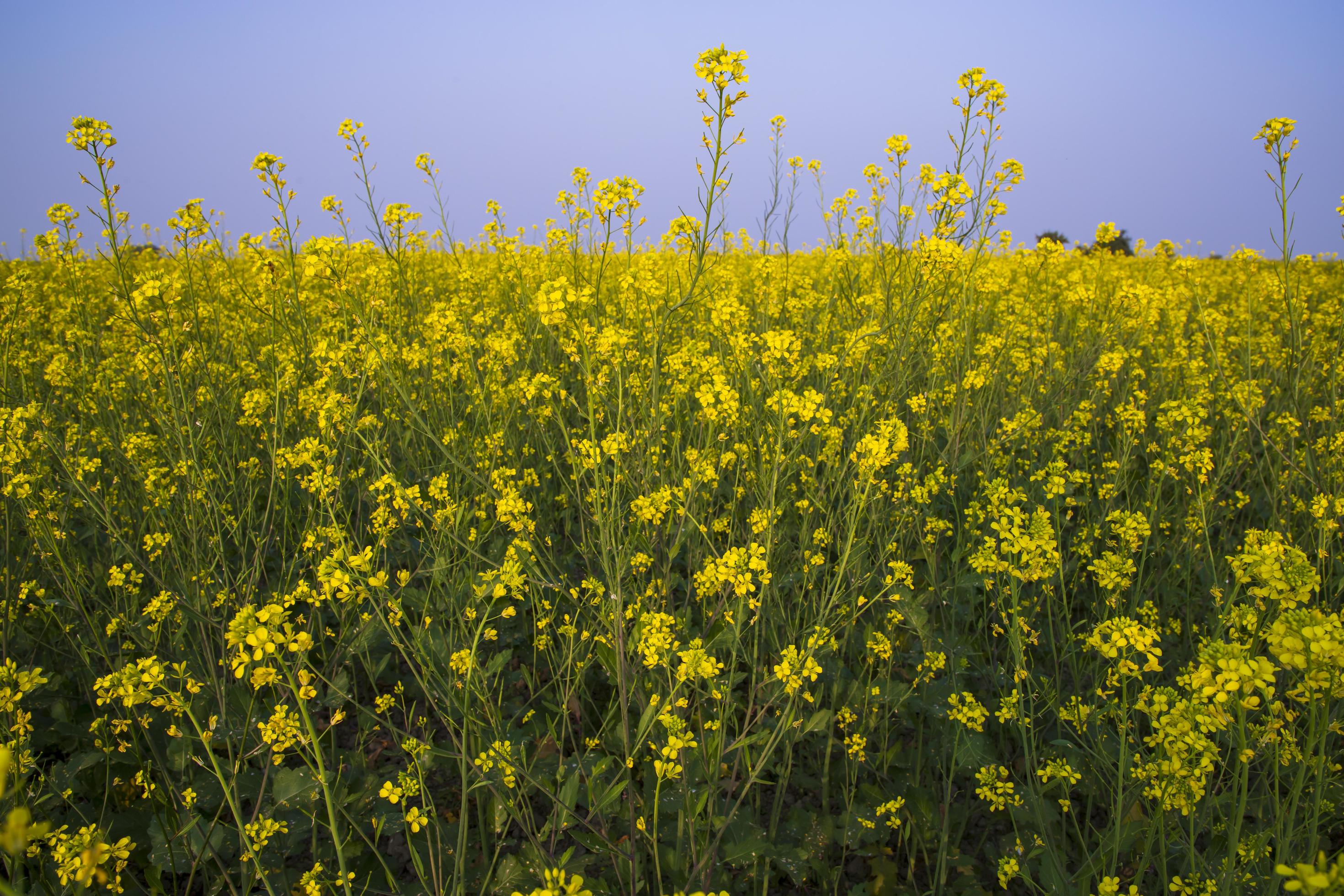 Yellow Rapeseed flowers in the field with blue sky. selective focus Natural landscape view Stock Free