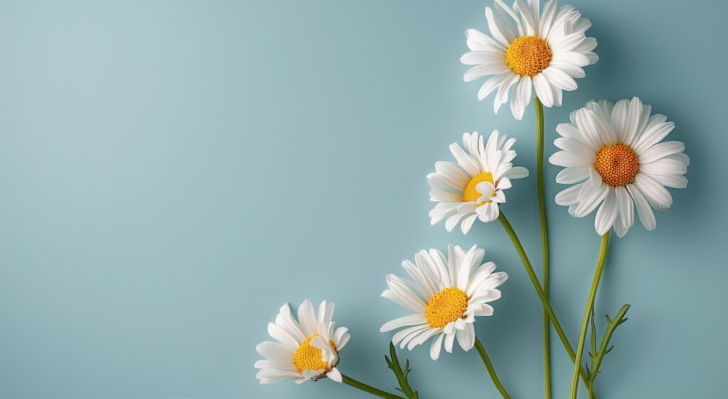 Daisies Blooming on Blue Background Stock Free