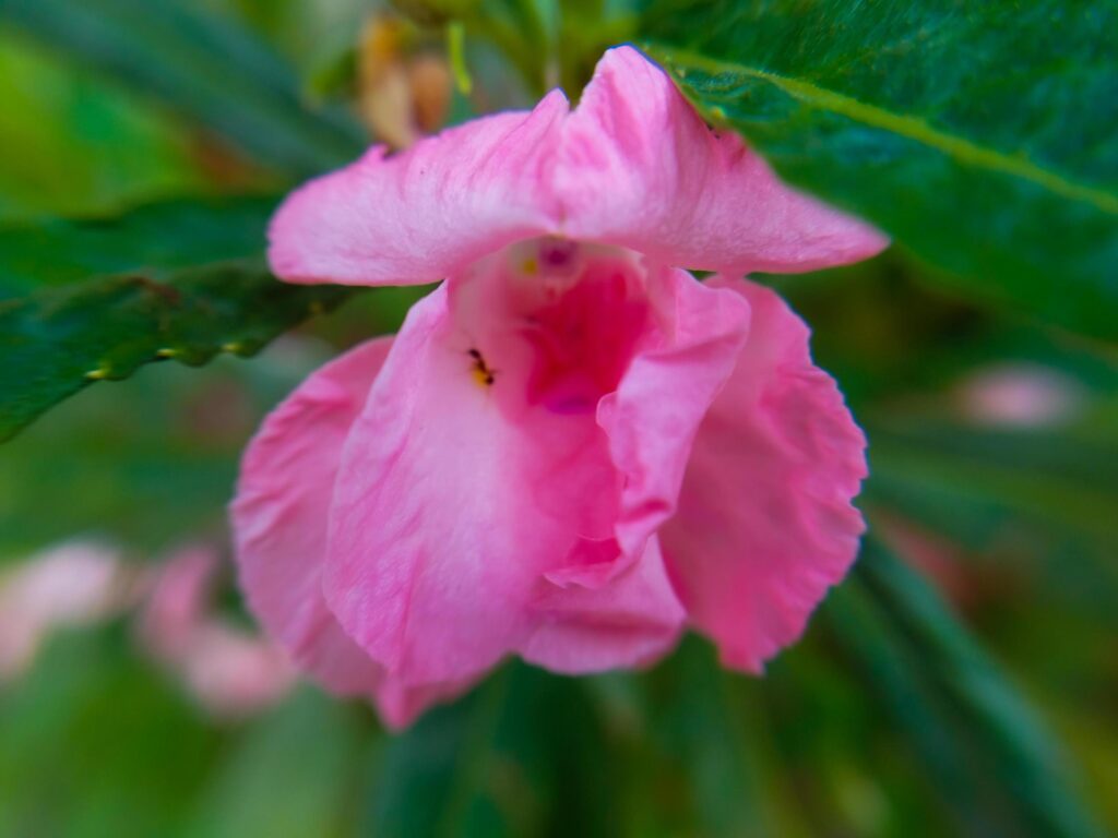 Beautiful pink flowers on a blurred background. Flower macro photo. Stock Free