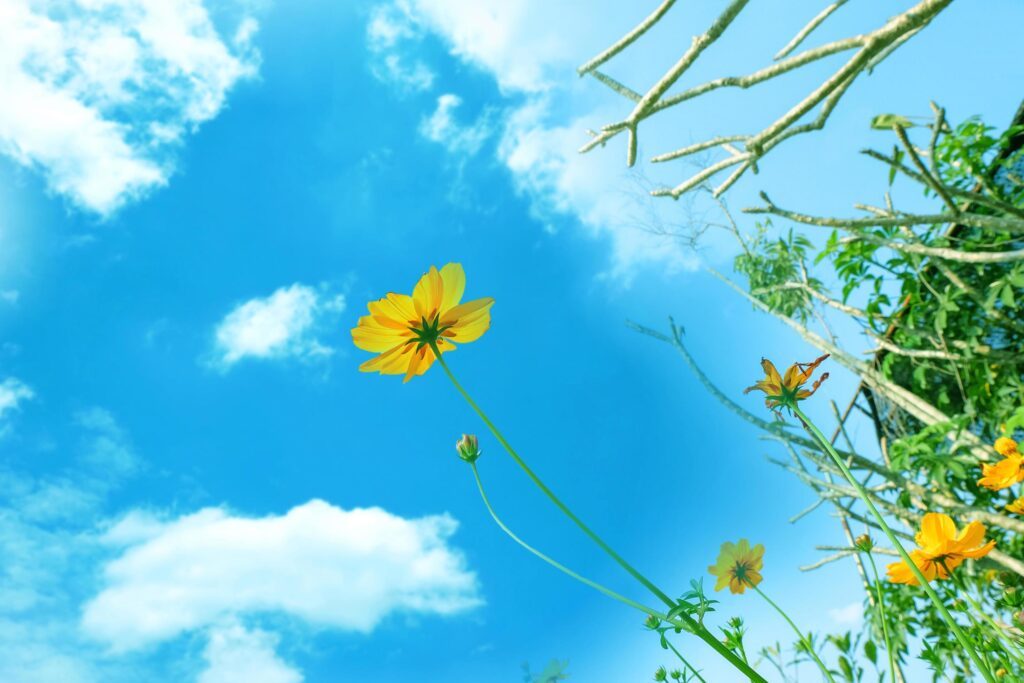 Yellow Cosmos flowers field at out door with blue sky ,nature background. Stock Free