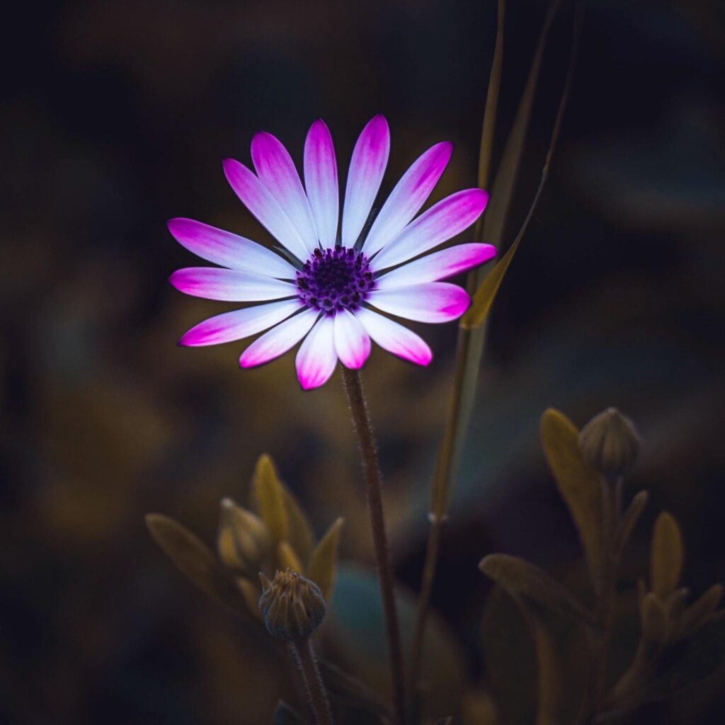 romantic pink flower in the nature in spring season Stock Free