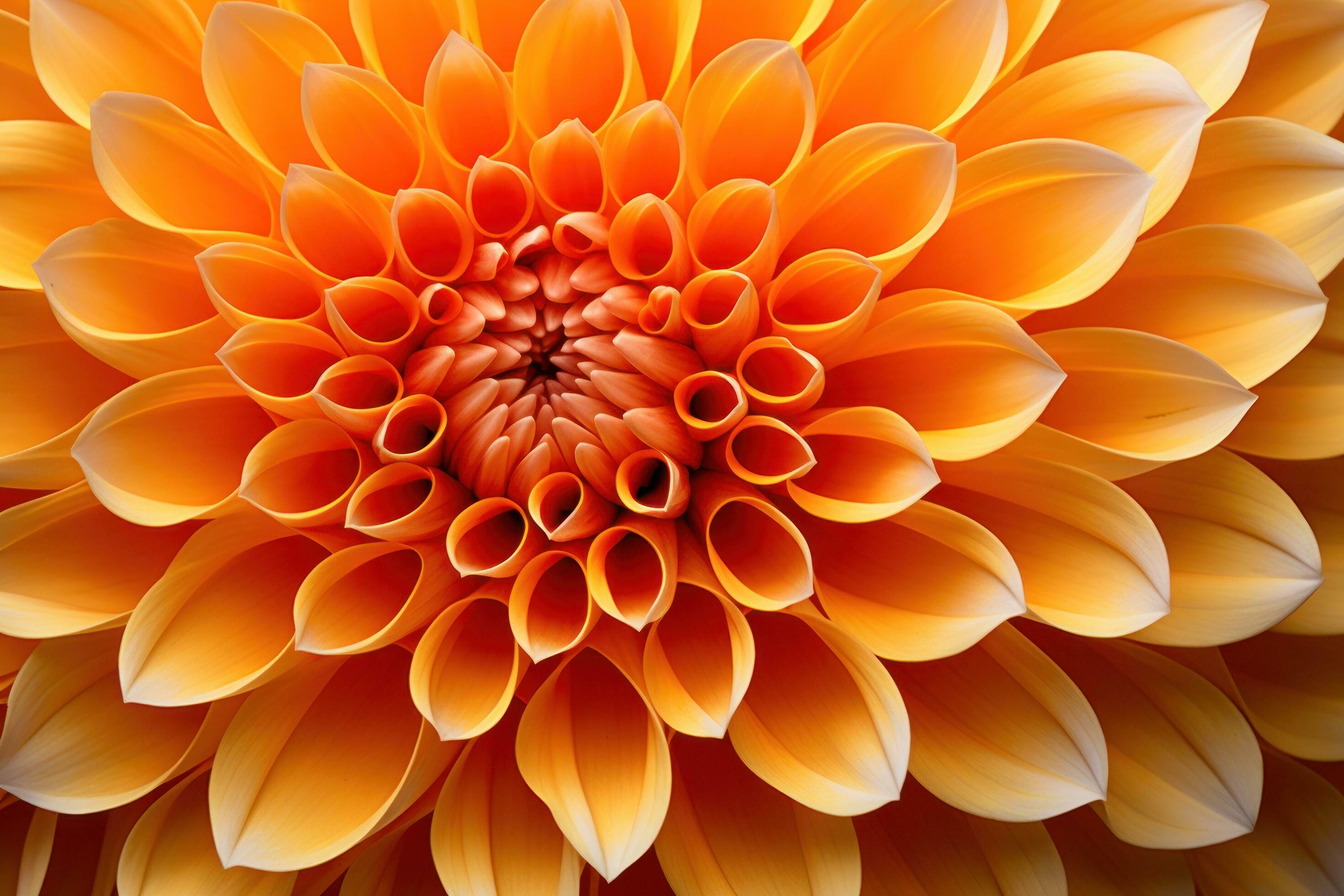 Yellow dahlia flower closeup background Stock Free