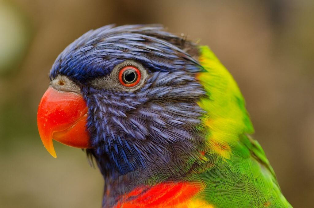 Lorikeet Stock Free