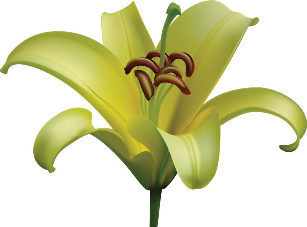 Plink lily flower isolated on white background. Realistic illustration. Free Vector