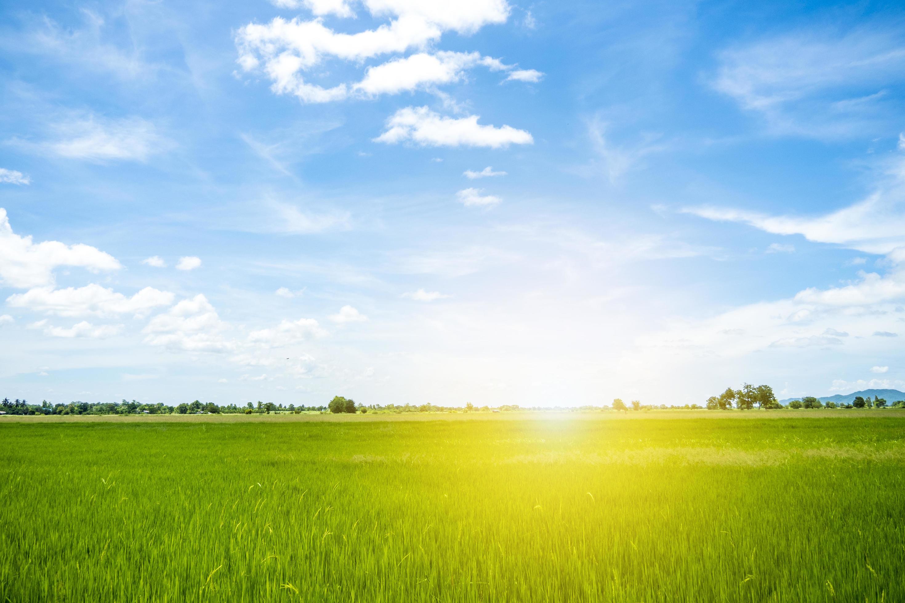 Paddy field and the sun in morning with clean blue sky among vally in natural,Bright sunshine and fresh paddy field Stock Free