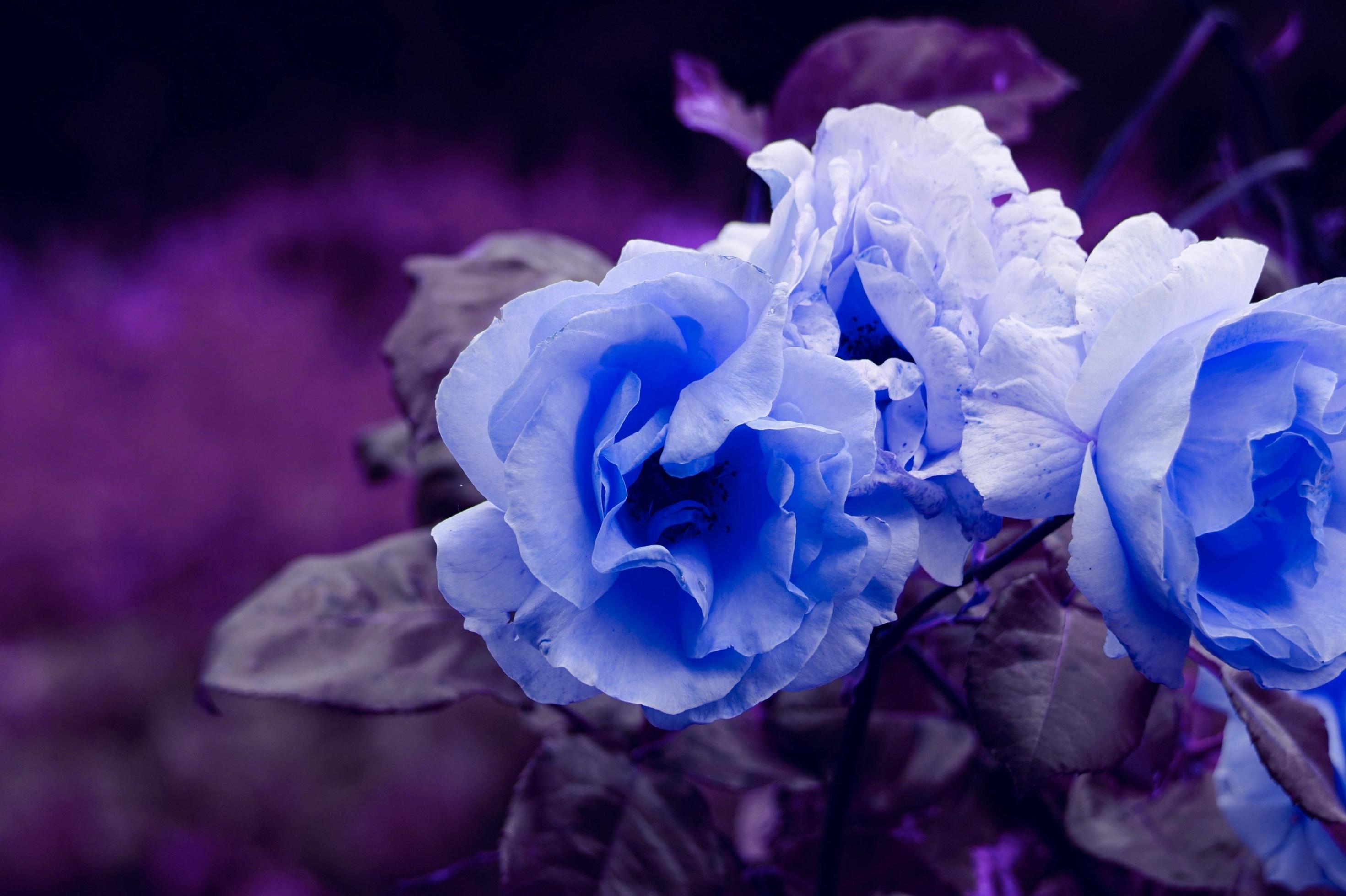 romantic blue rose flower for valentine’s day Stock Free